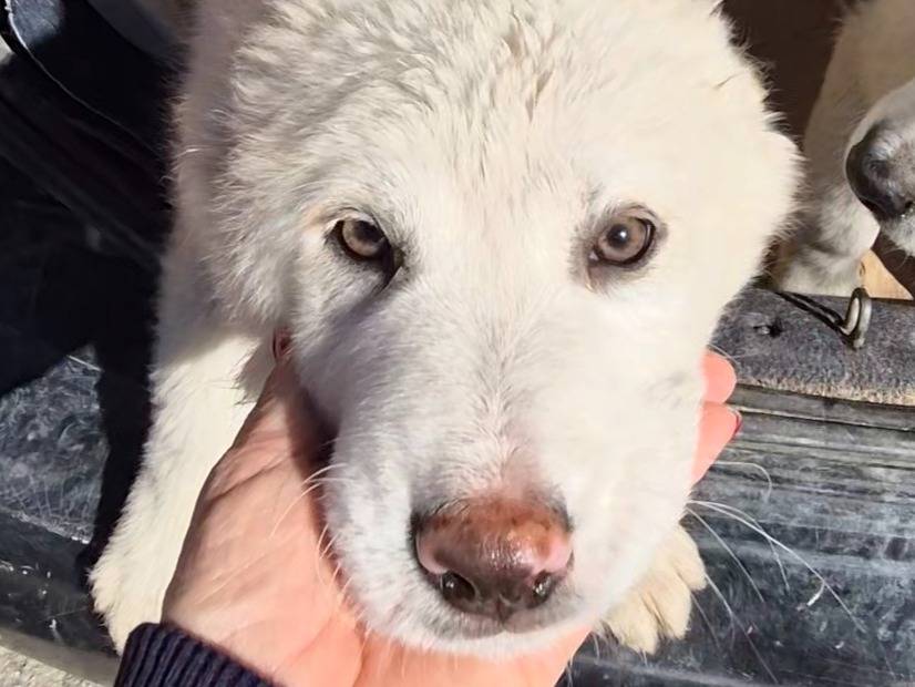 Adotta un cane, femmina, 4 mesi, Potenza