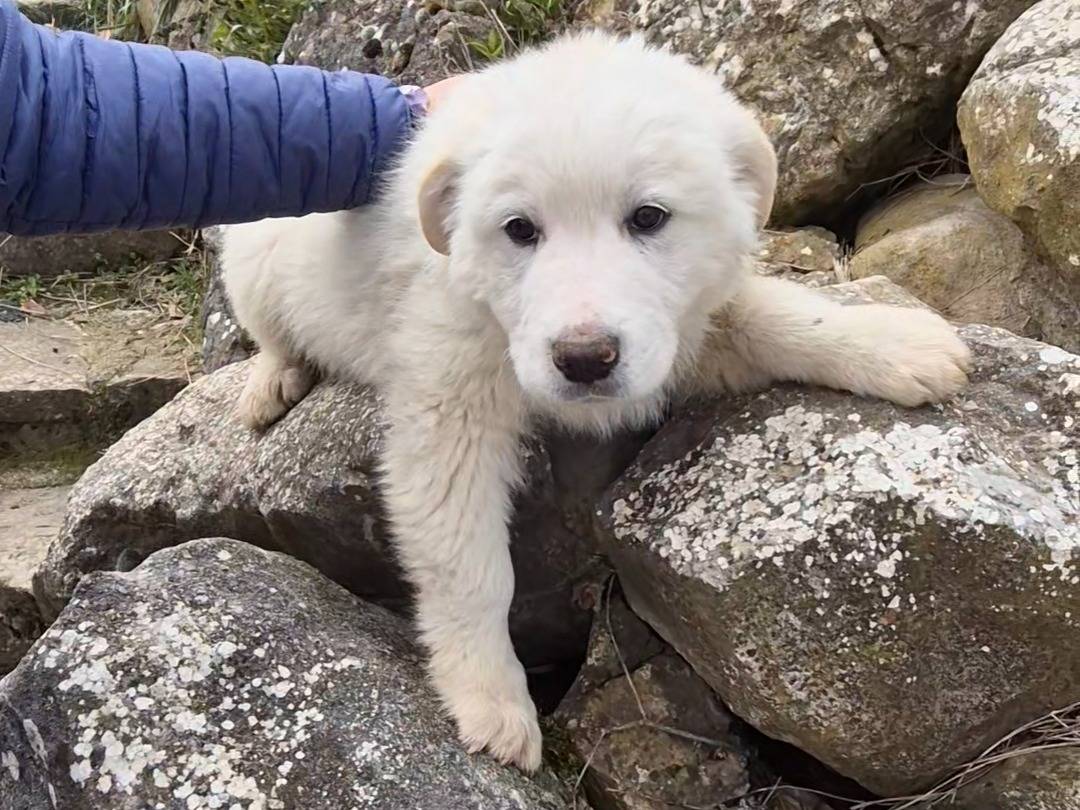 Vuoi adottare un cane a Potenza?