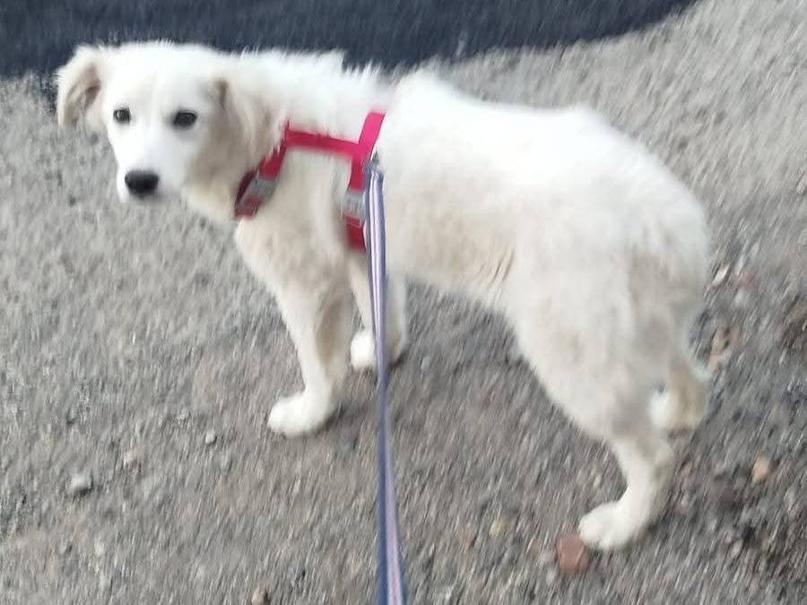 Adotta un cane, femmina, 4 mesi, Cosenza