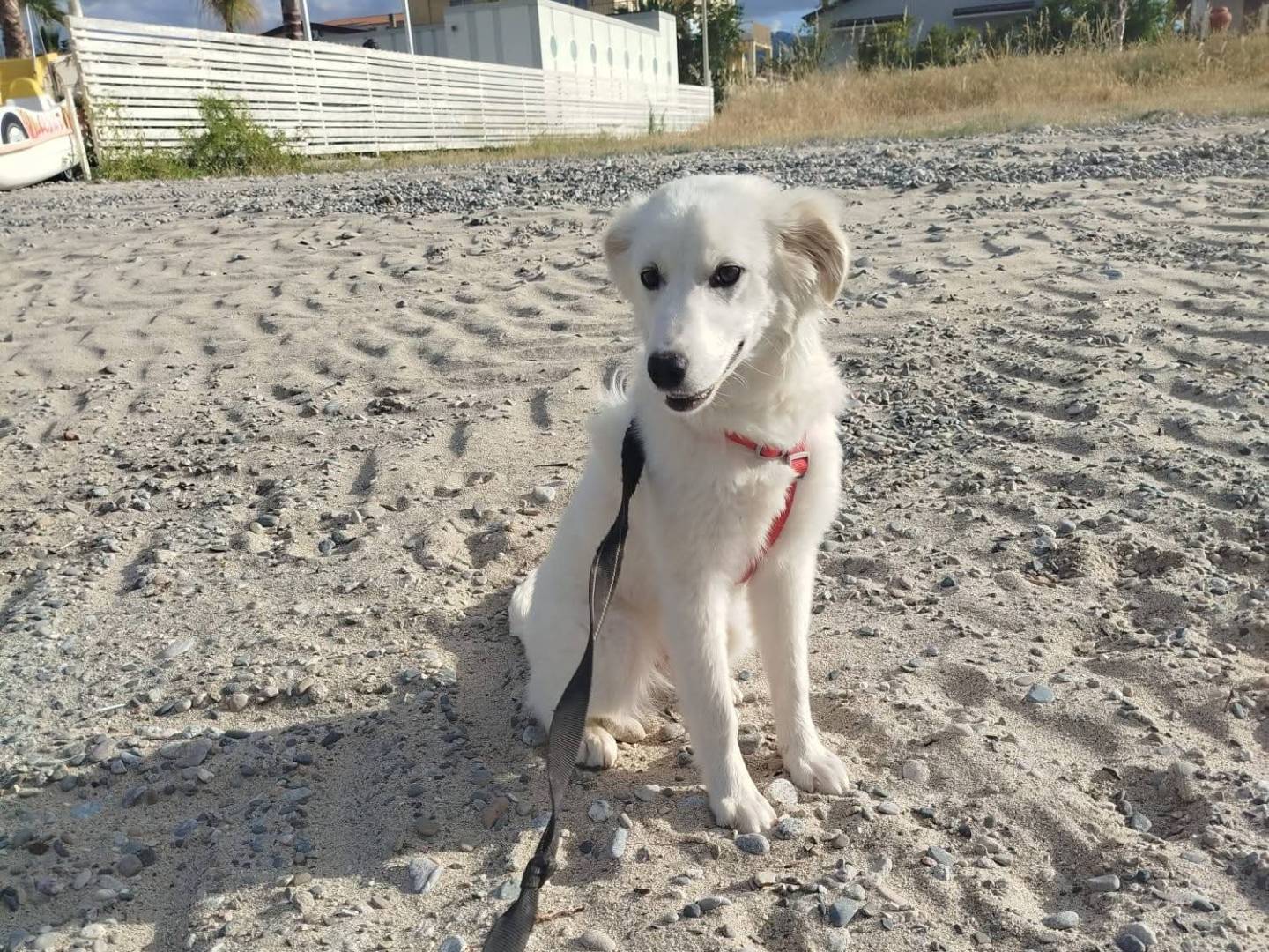 Adotta un cane, taglia media contenuta, femmina, Cosenza
