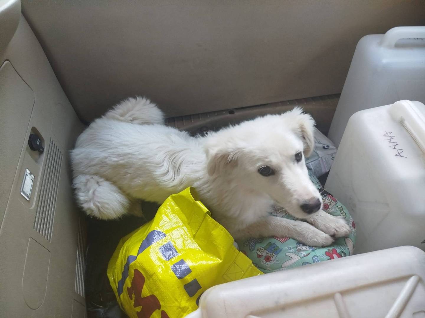 Vuoi adottare un cane a Cosenza?