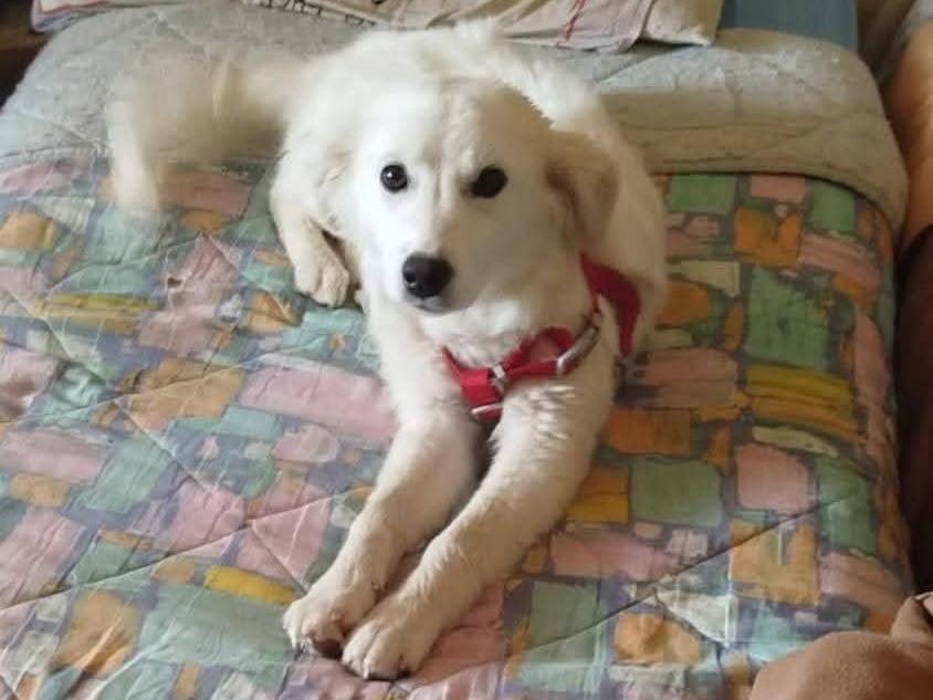 Adozione cane, femmina, Razza sconosciuta Razza sconosciuta, 4 mesi, taglia media contenuta, Cosenza