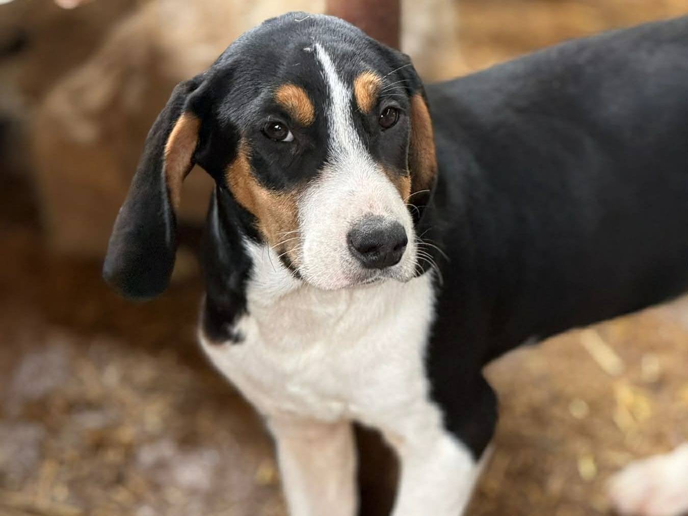 Vuoi adottare un cane a Firenze?