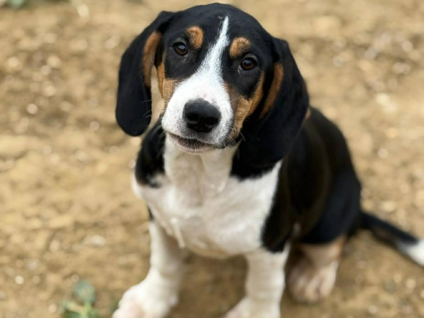 Adozione cane, femmina, Razza sconosciuta Razza sconosciuta, 4 mesi, taglia media, Firenze