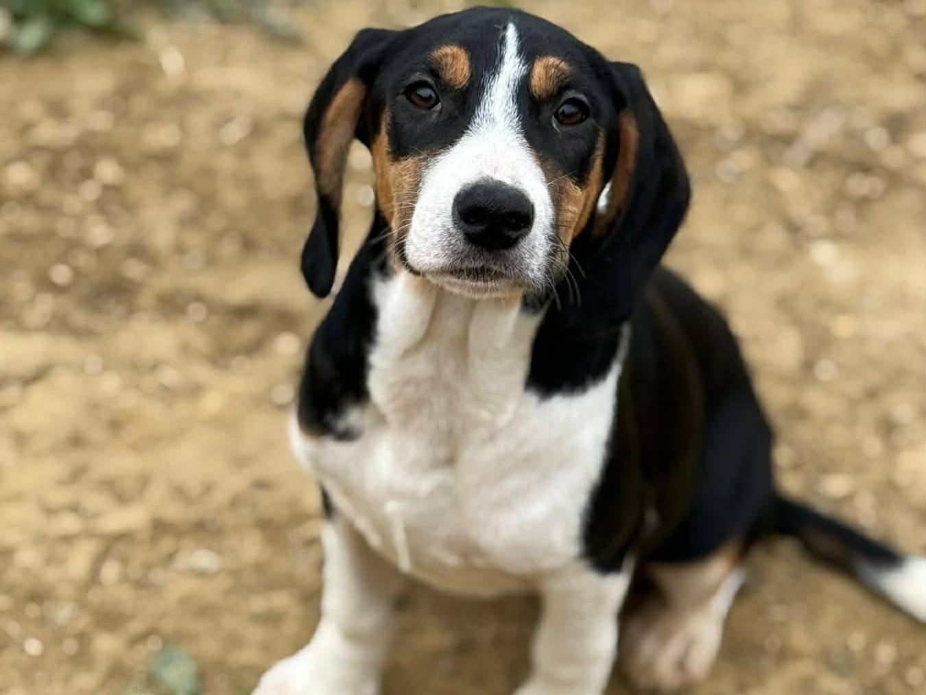 Adotta un cane, femmina, 4 mesi, Firenze