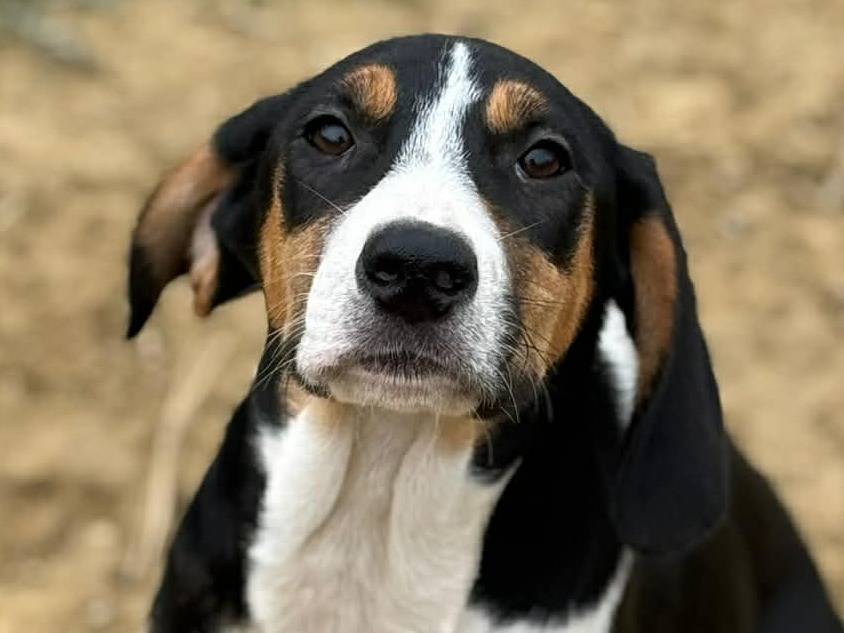 Adotta un cane, taglia media, femmina, Firenze