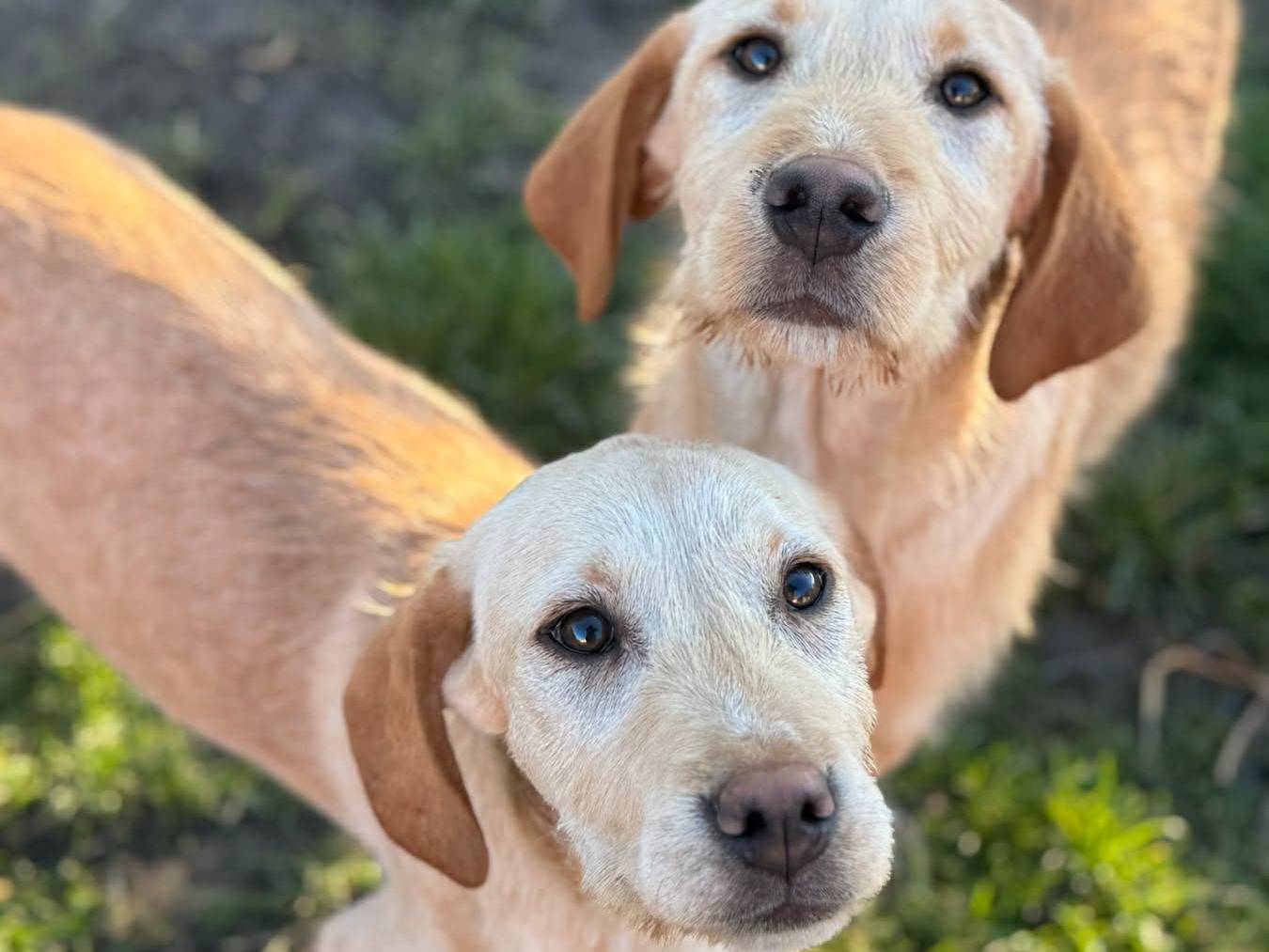 Adozione cane, femmina, Labrador Retriever Spinone, 7 mesi, taglia media, Firenze