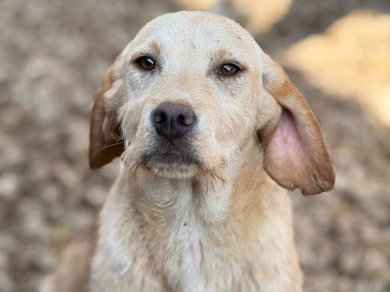 Adotta un cane, femmina, 7 mesi, Firenze