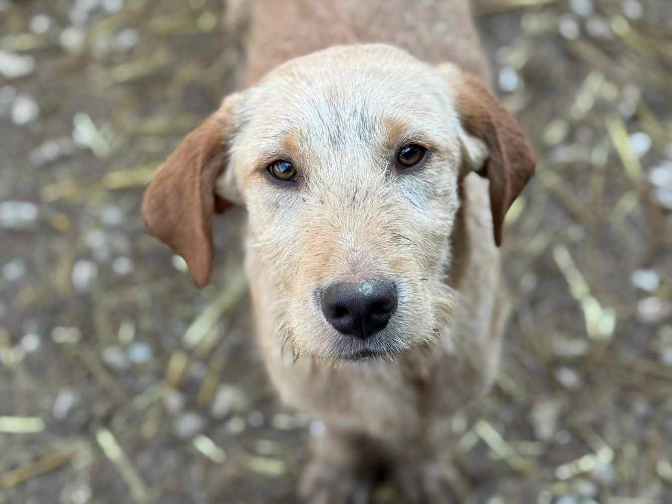 Adotta un cane, taglia media, femmina, Firenze
