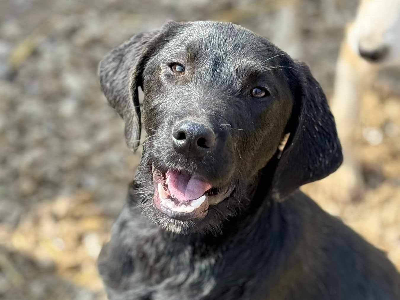 Vuoi adottare un cane a Firenze?