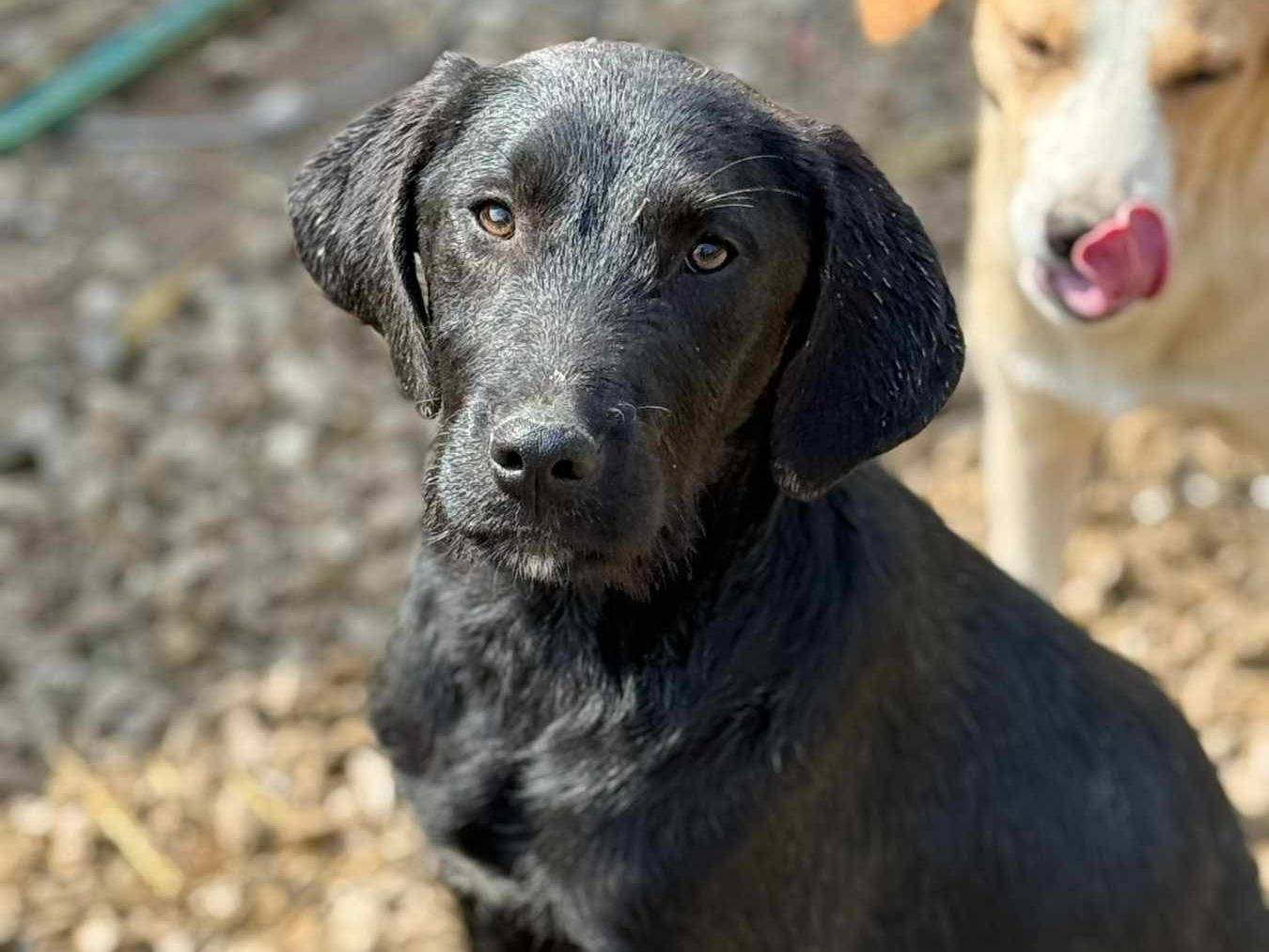 Adotta il cane KIRA e KALA a Firenze