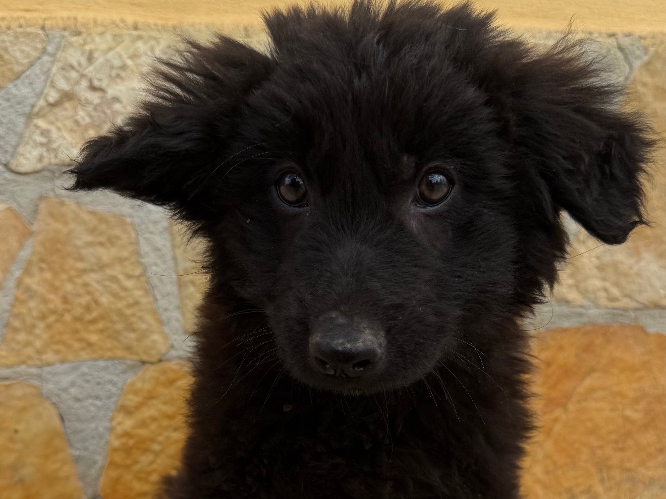 Adozione cane, maschio, Razza sconosciuta Razza sconosciuta, 4 mesi, taglia media, Matera