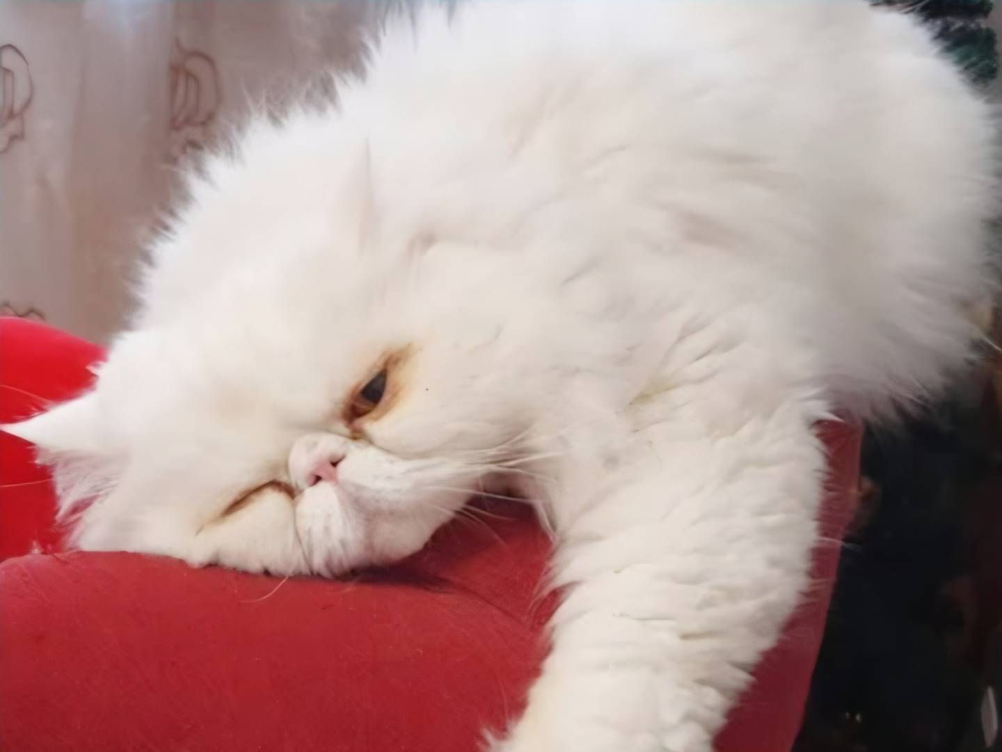 Adozione gatto, maschio, Razza sconosciuta Razza sconosciuta, 10 anni, taglia non valida, Torino