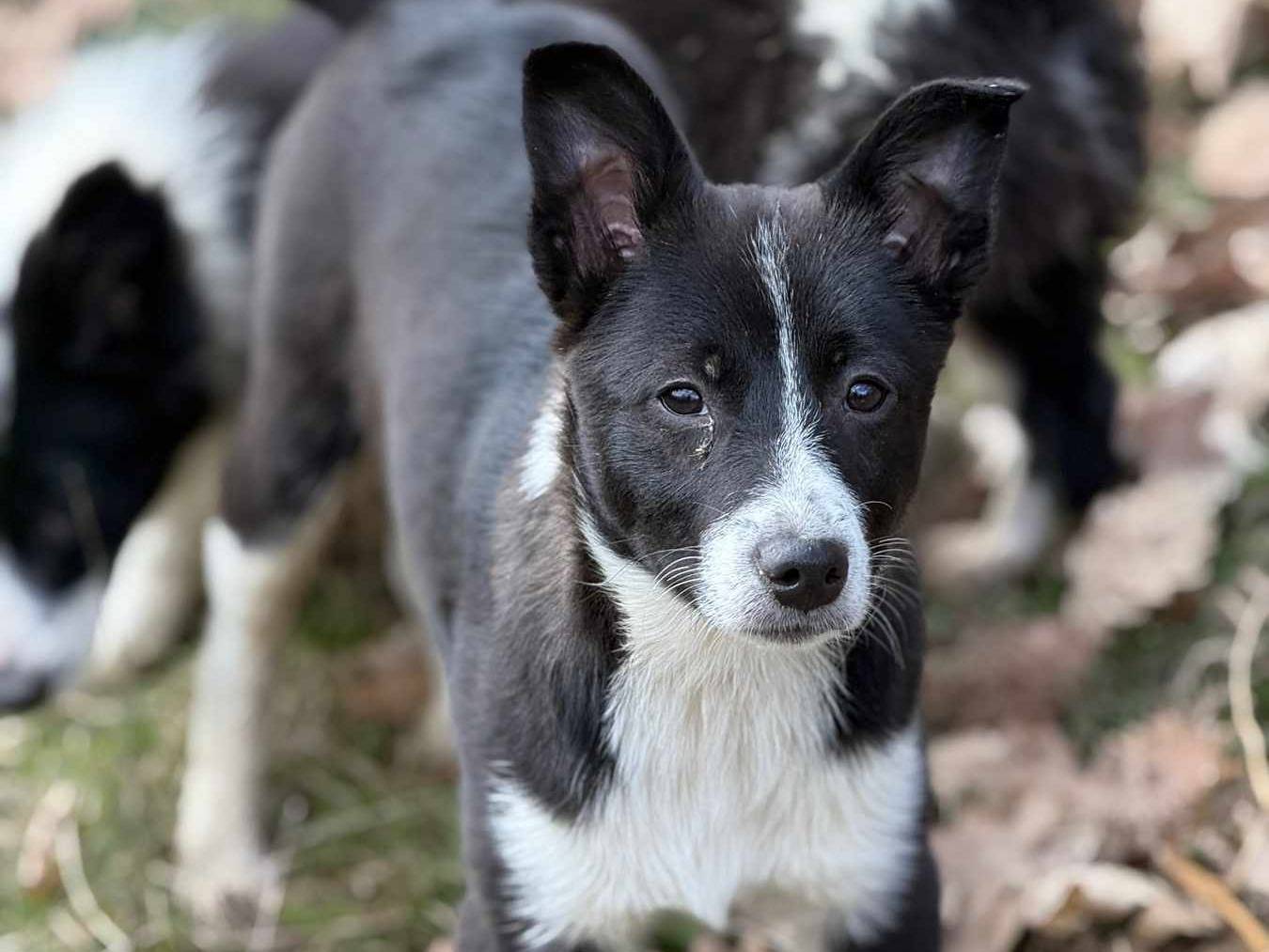 Adotta un cane, taglia media contenuta, femmina, Firenze