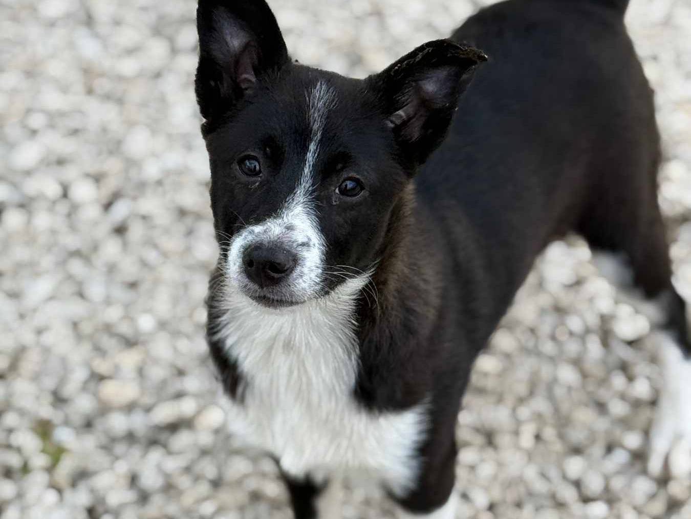 Adotta un cane, femmina, 3 mesi, Firenze