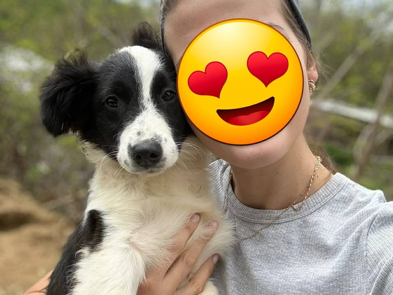 Adotta un cane, taglia media contenuta, femmina, Firenze