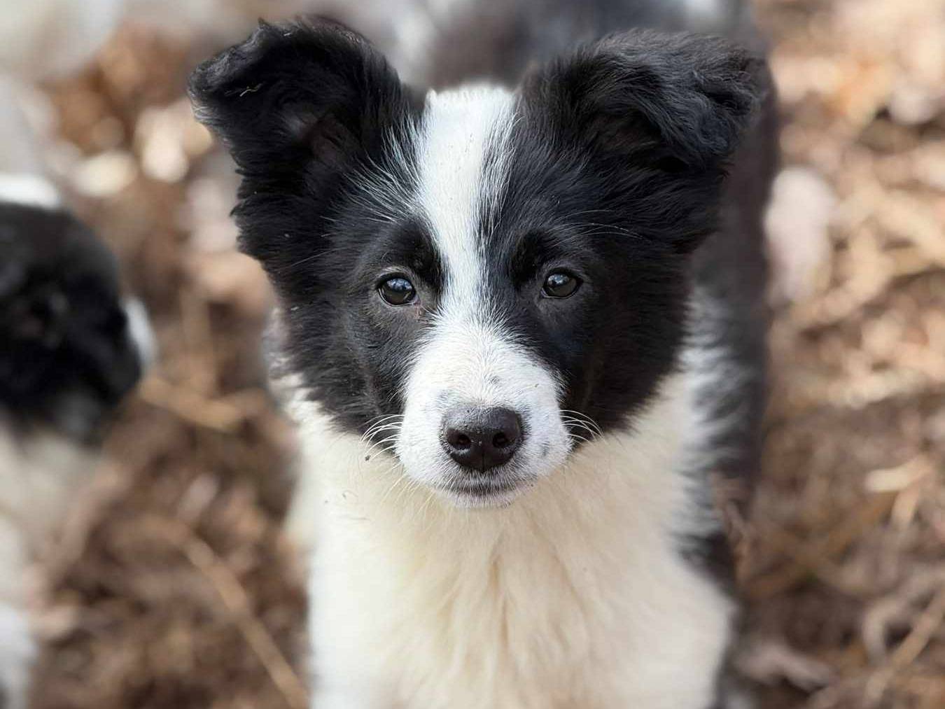 Adozione cane, femmina, Border Collie Razza sconosciuta, 3 mesi, taglia media contenuta, Firenze