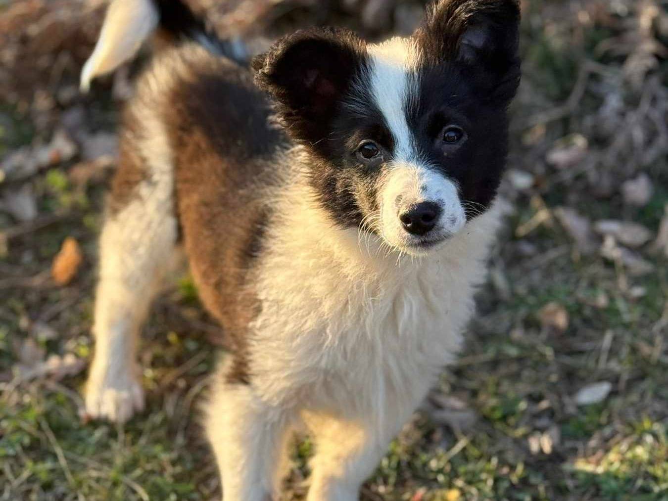 Vuoi adottare un cane a Firenze?