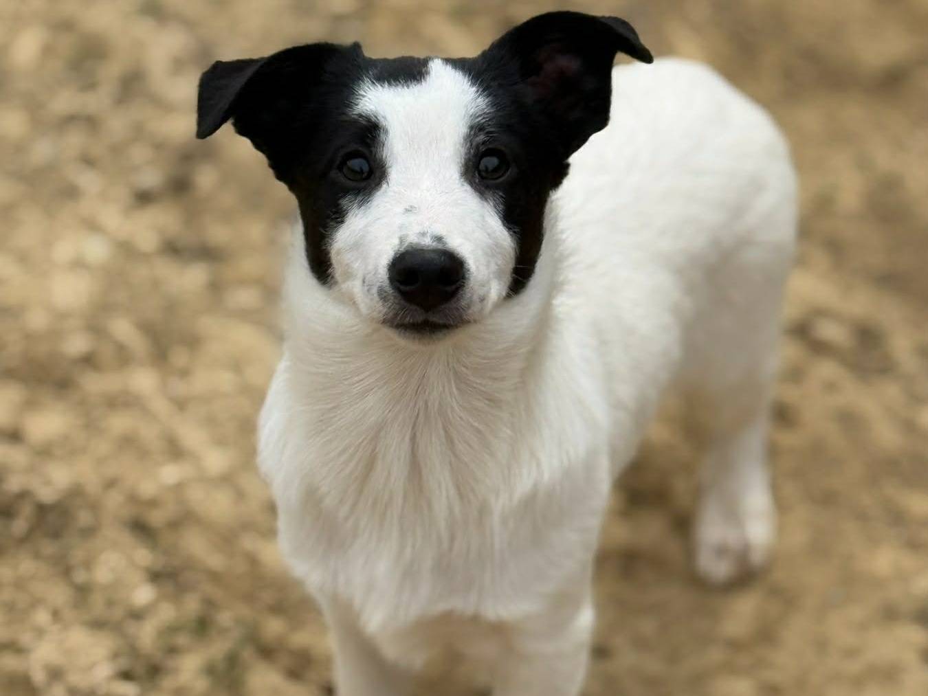 Adotta un cane, maschio, 4 mesi, Firenze