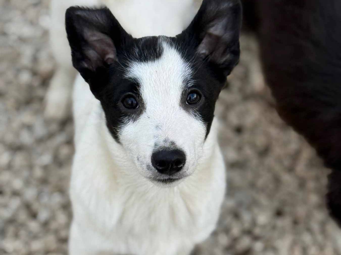 Adozione cane, maschio, Border Collie Razza sconosciuta, 4 mesi, taglia media contenuta, Firenze
