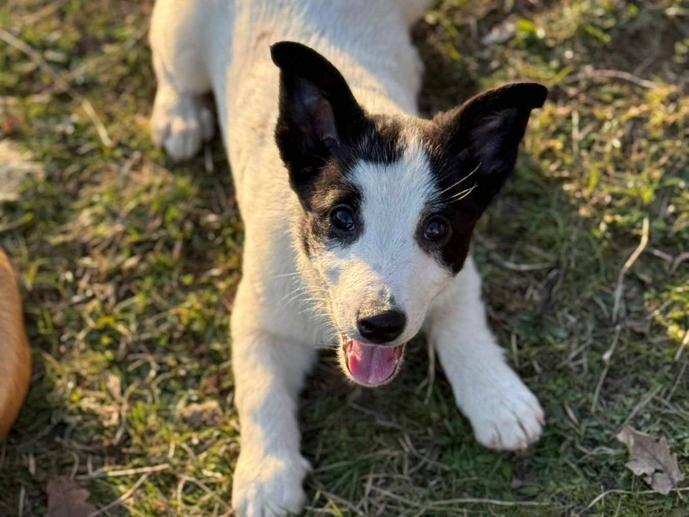 Vuoi adottare un cane a Firenze?
