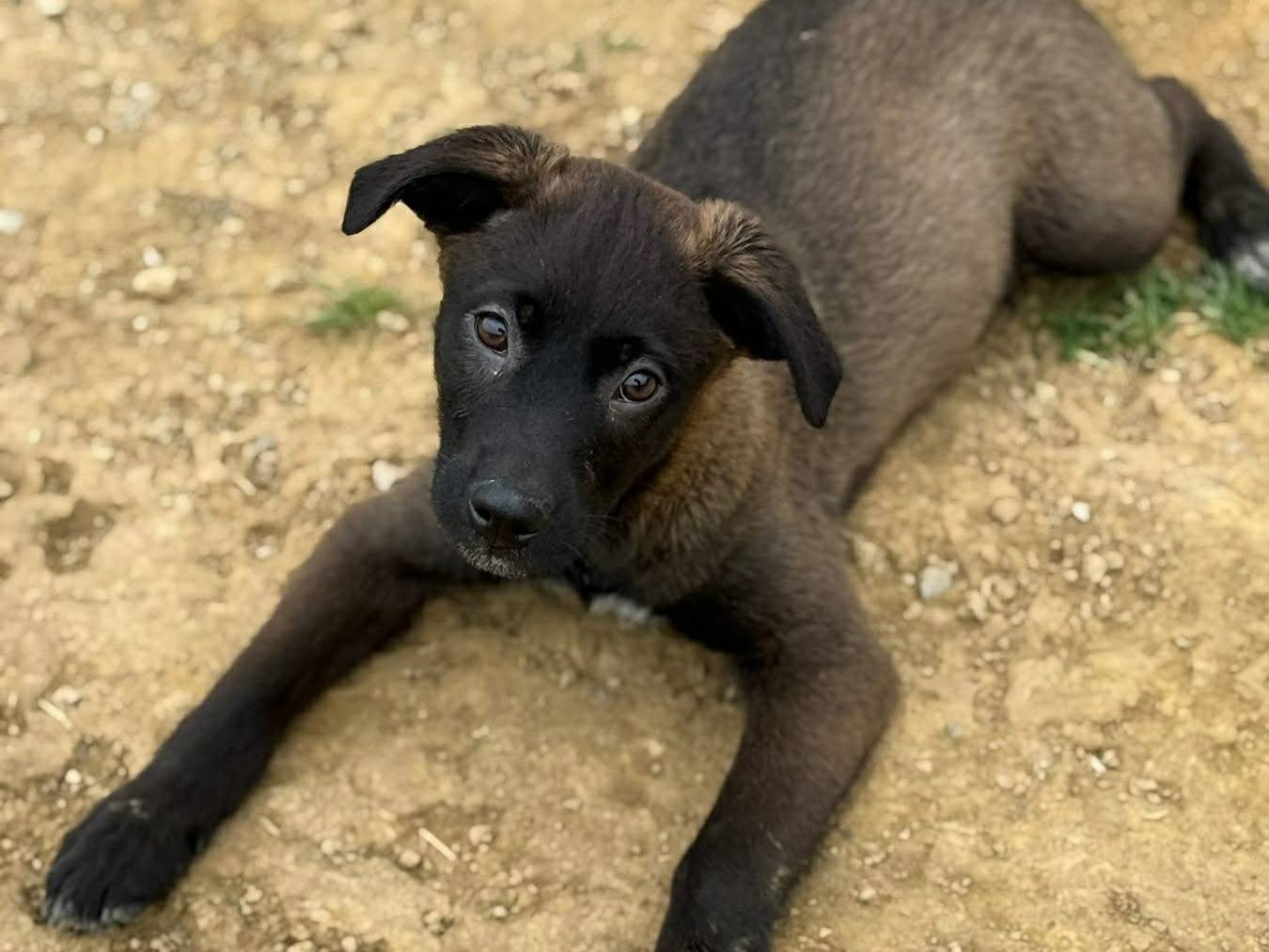 Adotta il cane STEEL e SILVER a Firenze