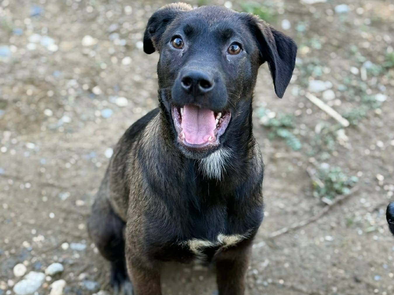 Vuoi adottare un cane a Firenze?
