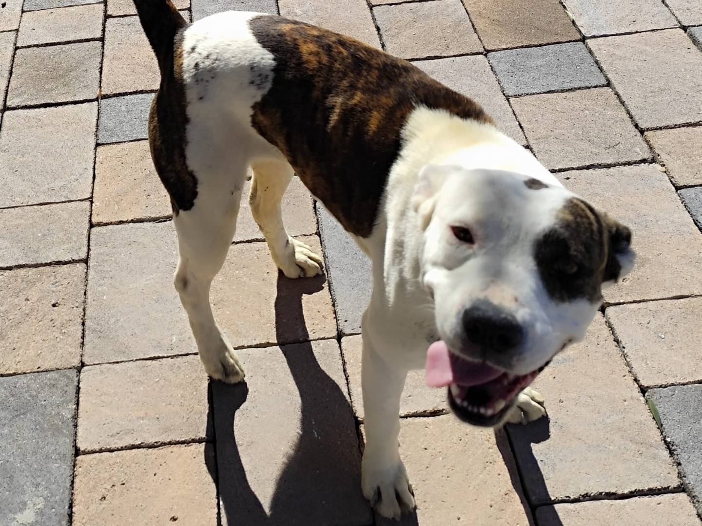Adotta un cane, taglia media, femmina, Cosenza
