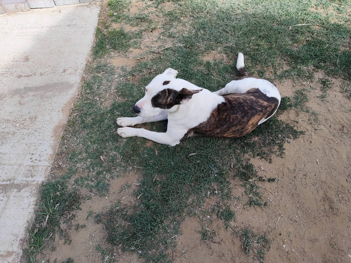 Vuoi adottare un cane a Cosenza?