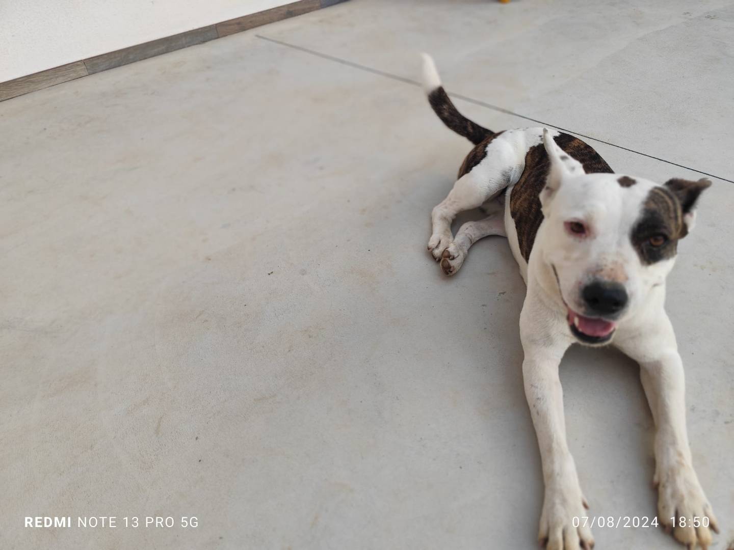 Adotta il cane Bella  a Cosenza