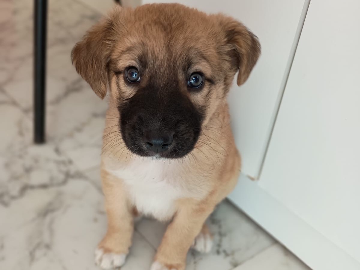 Adozione cane, maschio, Razza sconosciuta Razza sconosciuta, 2 mesi, taglia media, Caserta