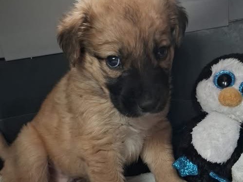 Adotta un cane, maschio, 2 mesi, Caserta