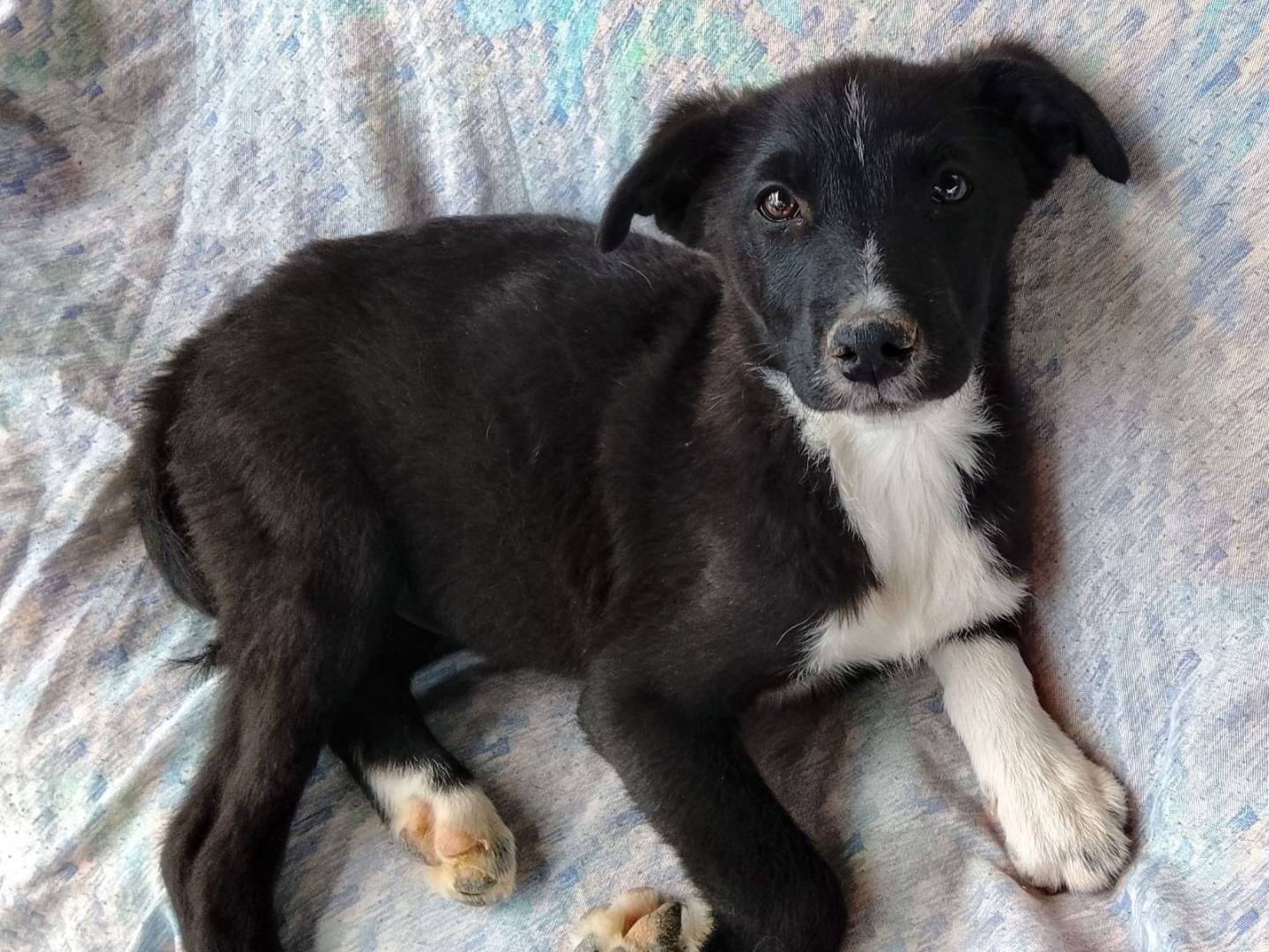 Adotta un cane, taglia media, maschio, Siracusa