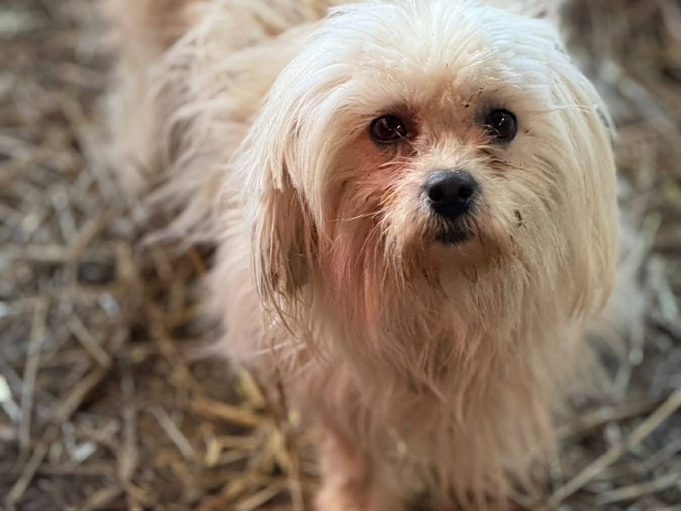 Adotta un cane, taglia piccola, femmina, Firenze