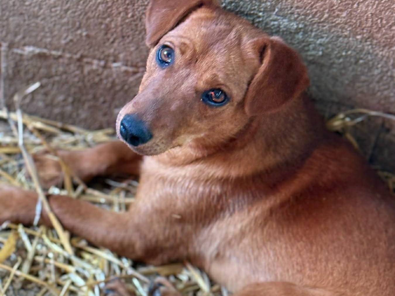 Adotta il cane NIKITA a Firenze