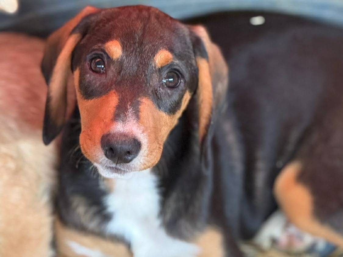 Adozione cane, maschio, Razza sconosciuta Razza sconosciuta, 2 mesi, taglia media, Firenze
