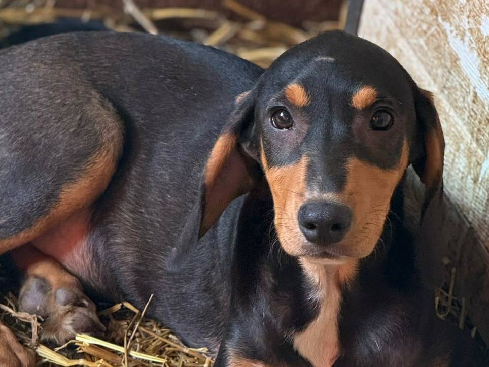 Adotta un cane, maschio, 2 mesi, Firenze