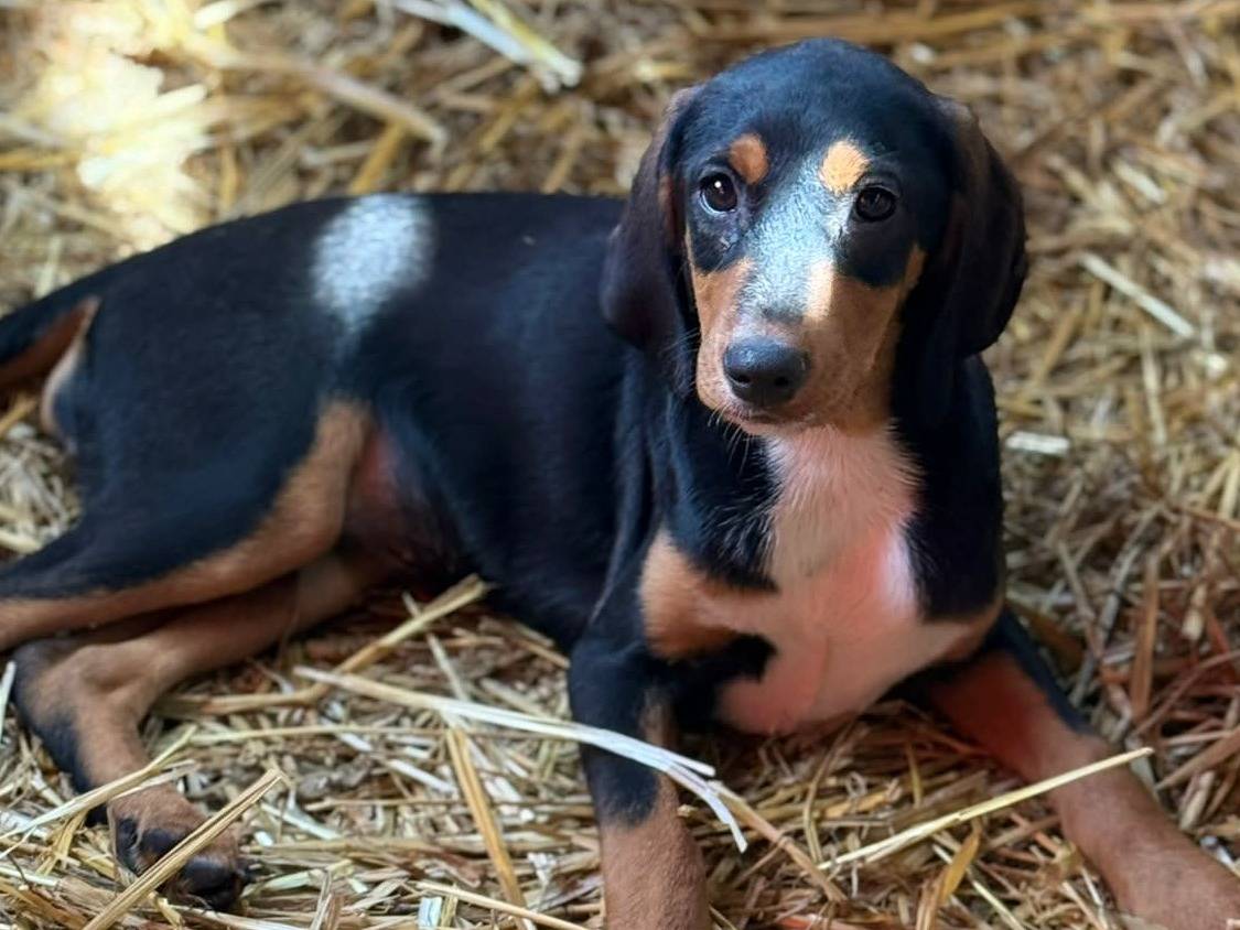 Adotta il cane AKIRA SHAKIRA LUNA LJUBICA a Firenze