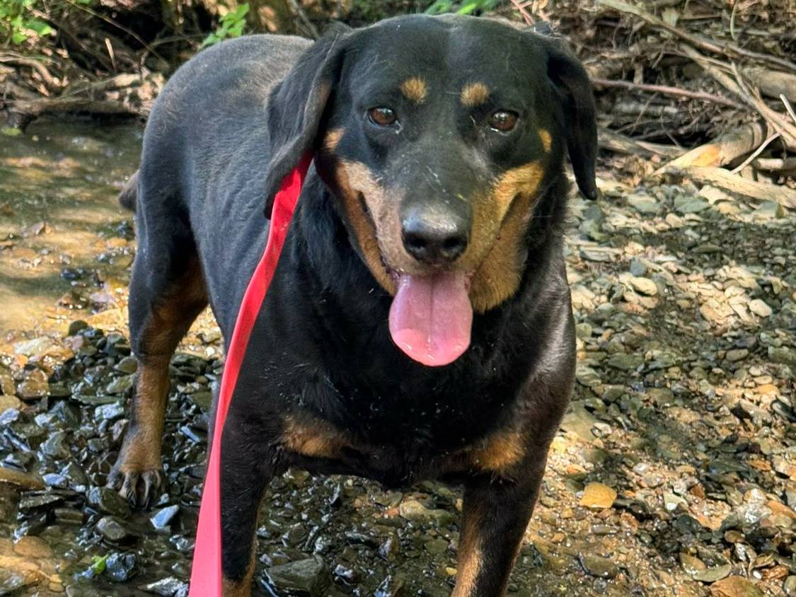 Adotta il cane RORY a Firenze