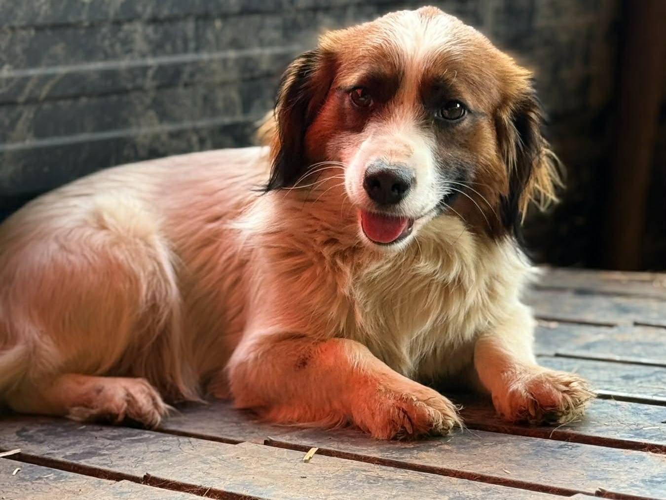 Adotta il cane OLAF a Firenze
