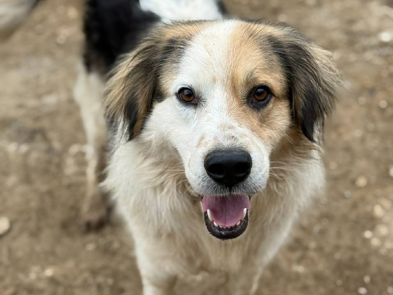 Adotta il cane ARAMIS a Firenze
