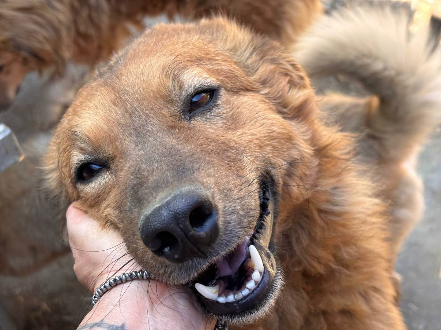 Adotta il cane PETRA e PARSIFAL a Firenze