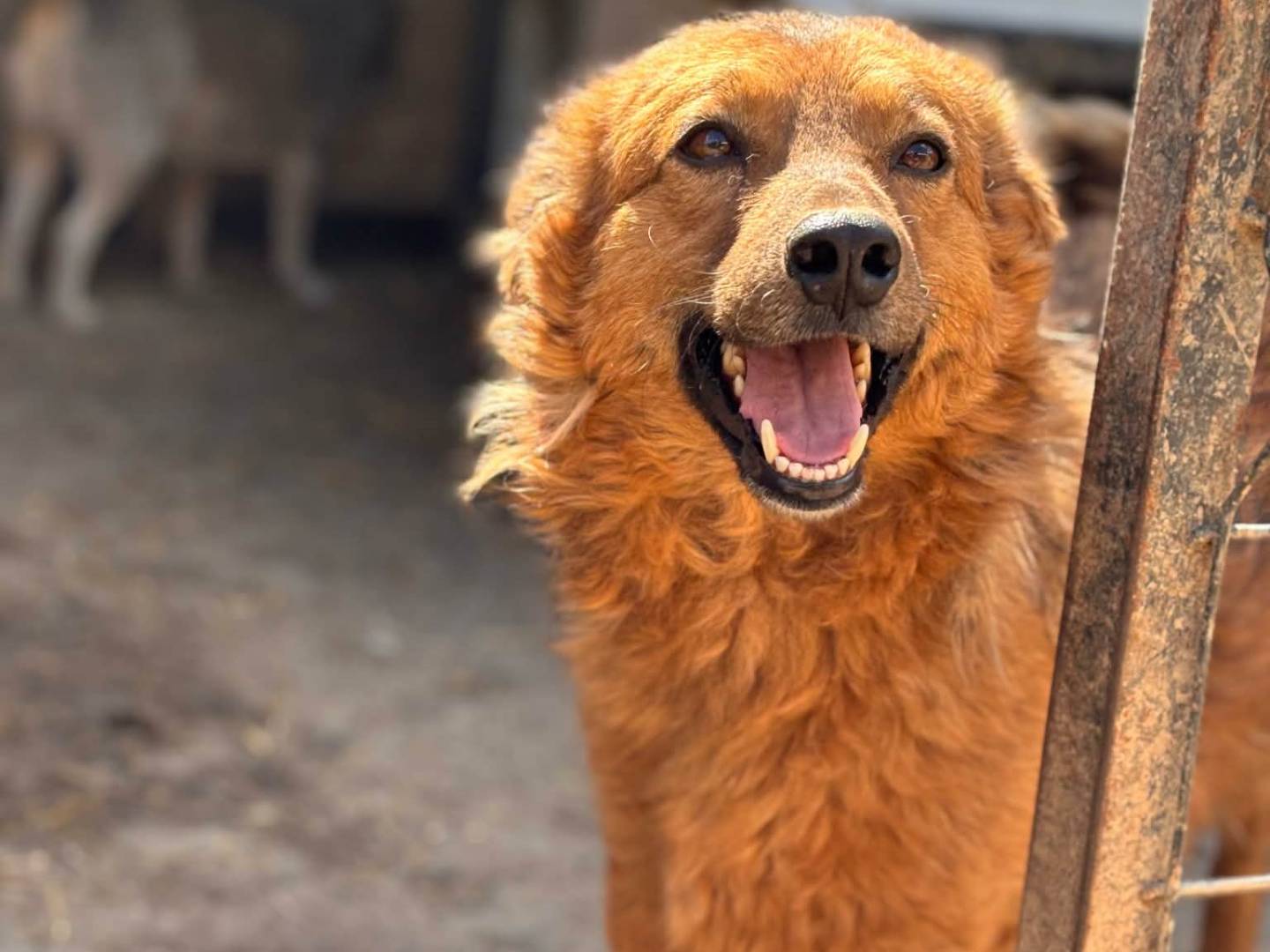 Adozione cane, femmina, Razza sconosciuta Razza sconosciuta, 4 anni e 1 mese, taglia media, Firenze