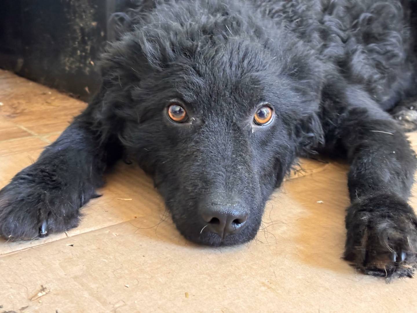 Adozione cane, maschio, Razza sconosciuta Razza sconosciuta, 1 anno e 1 mese, taglia media contenuta, Firenze