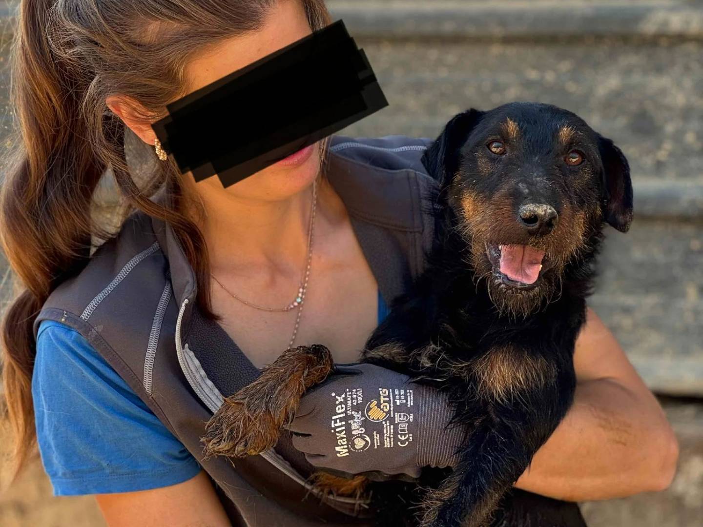 Adotta il cane ELVIS a Firenze