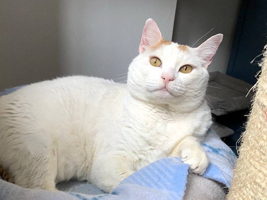 Adozione gatto, maschio, Razza sconosciuta Razza sconosciuta, 8 anni e 3 mesi, taglia non valida, Milano