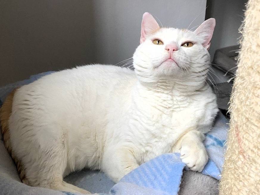 Adotta un gatto, maschio, 8 anni e 3 mesi, Milano