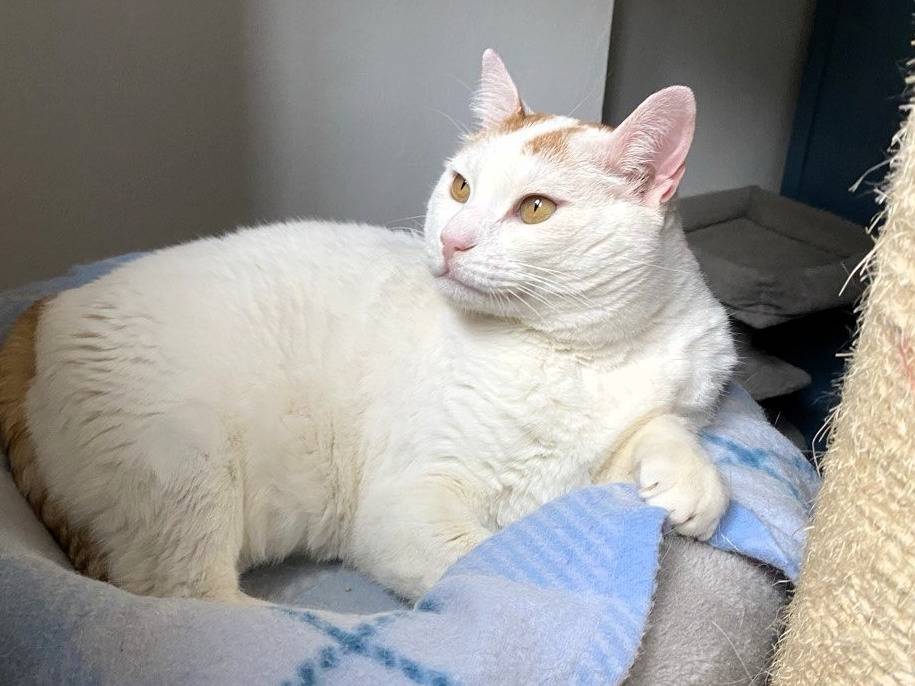 Adotta un gatto, taglia non valida, maschio, Milano