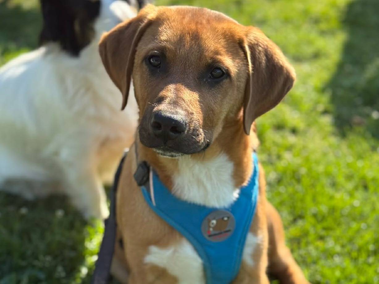 Adozione cane, maschio, Razza sconosciuta Razza sconosciuta, 4 mesi, taglia media, Firenze