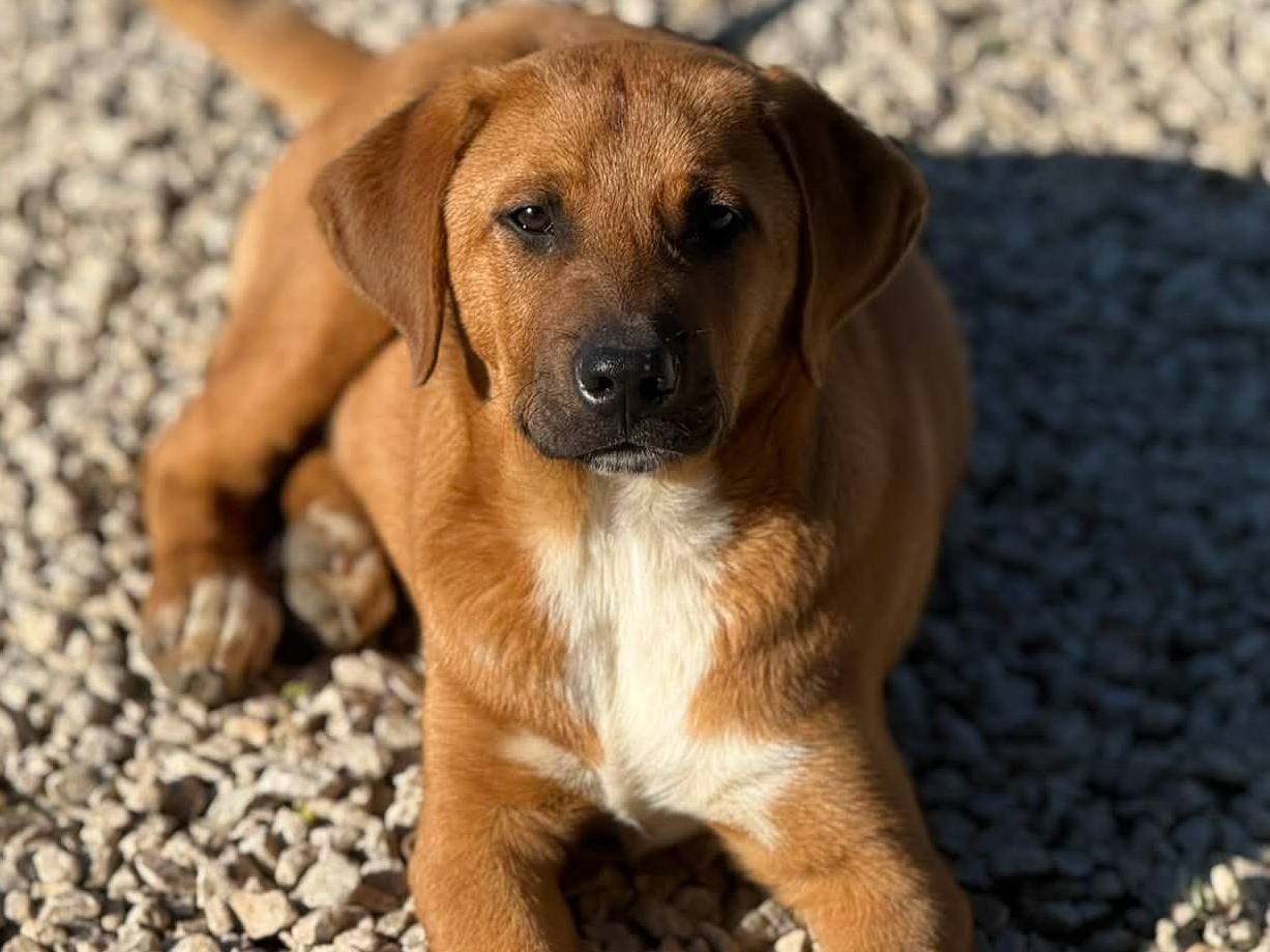 Adotta un cane, taglia media, maschio, Firenze